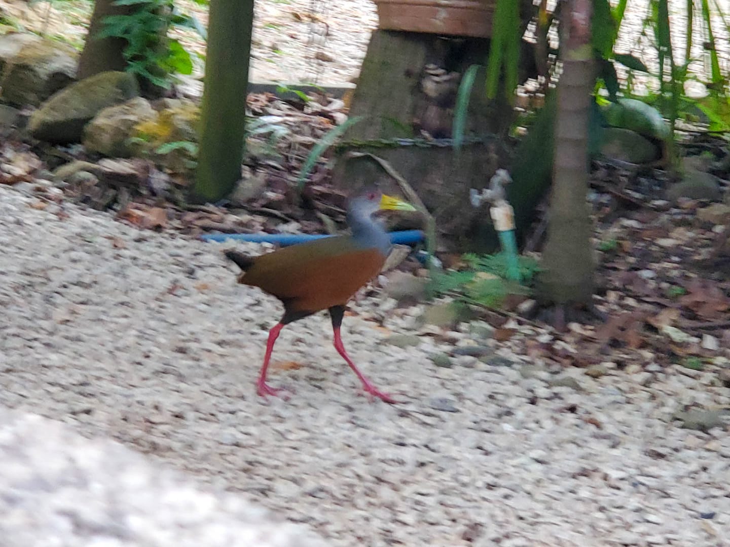 wood rail