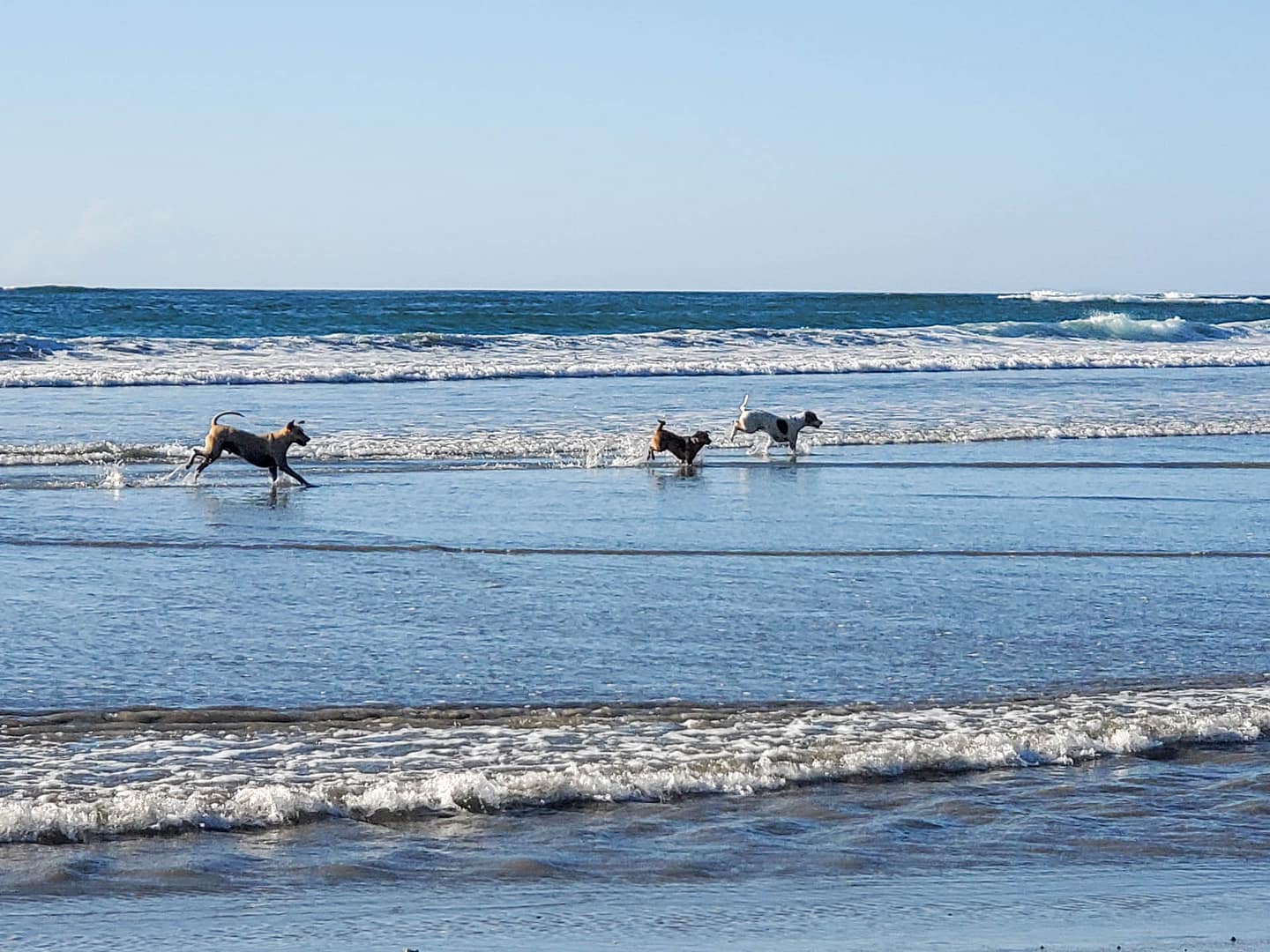 dogs on the beach
