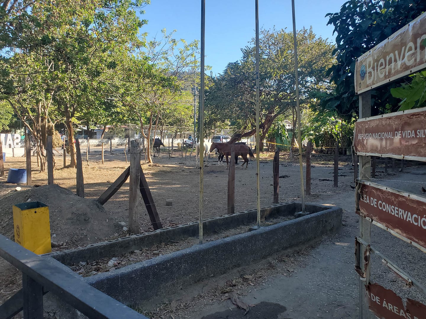 horses at the beach