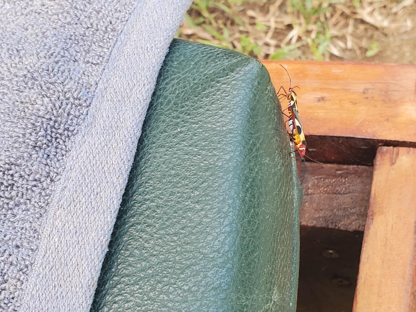 colorful bugs