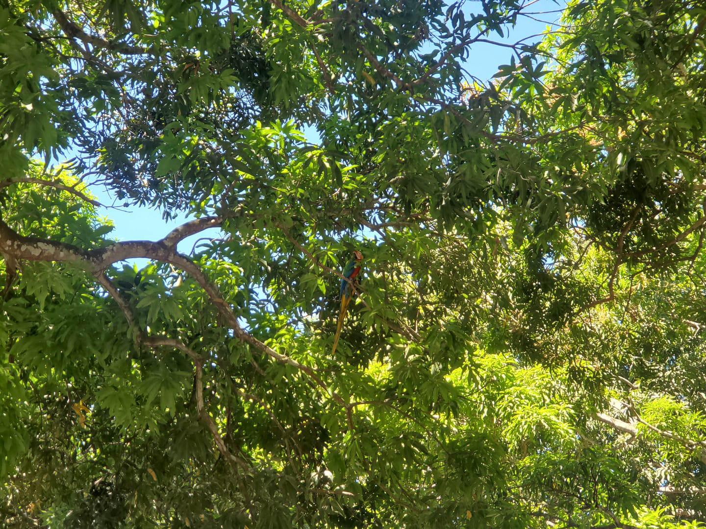 scarlet macaws