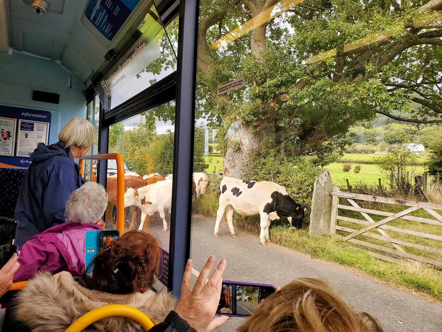 cows in road