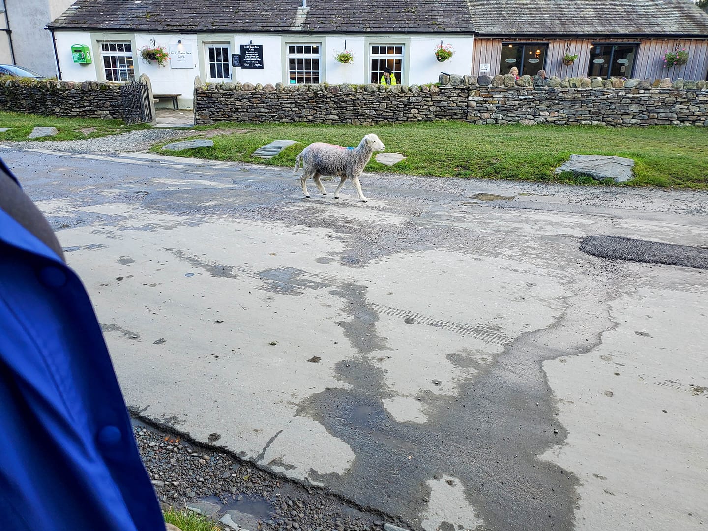 sheep in road