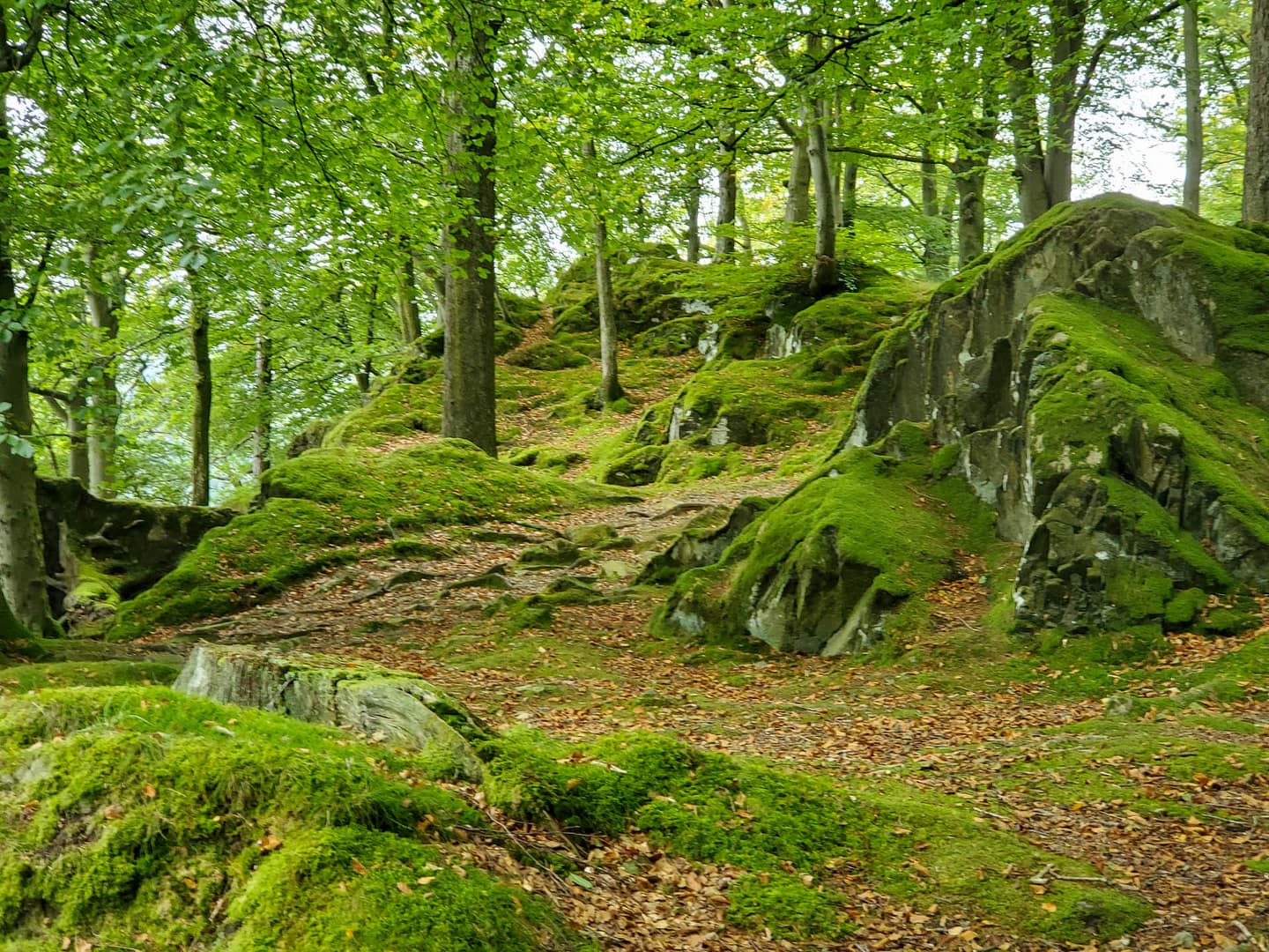 mossy woods