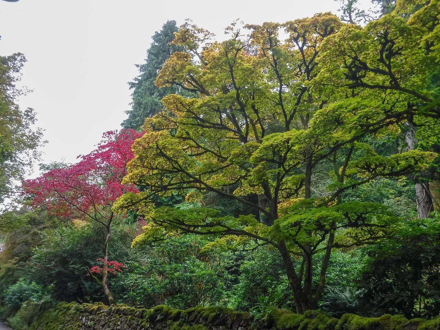 foliage color and texture