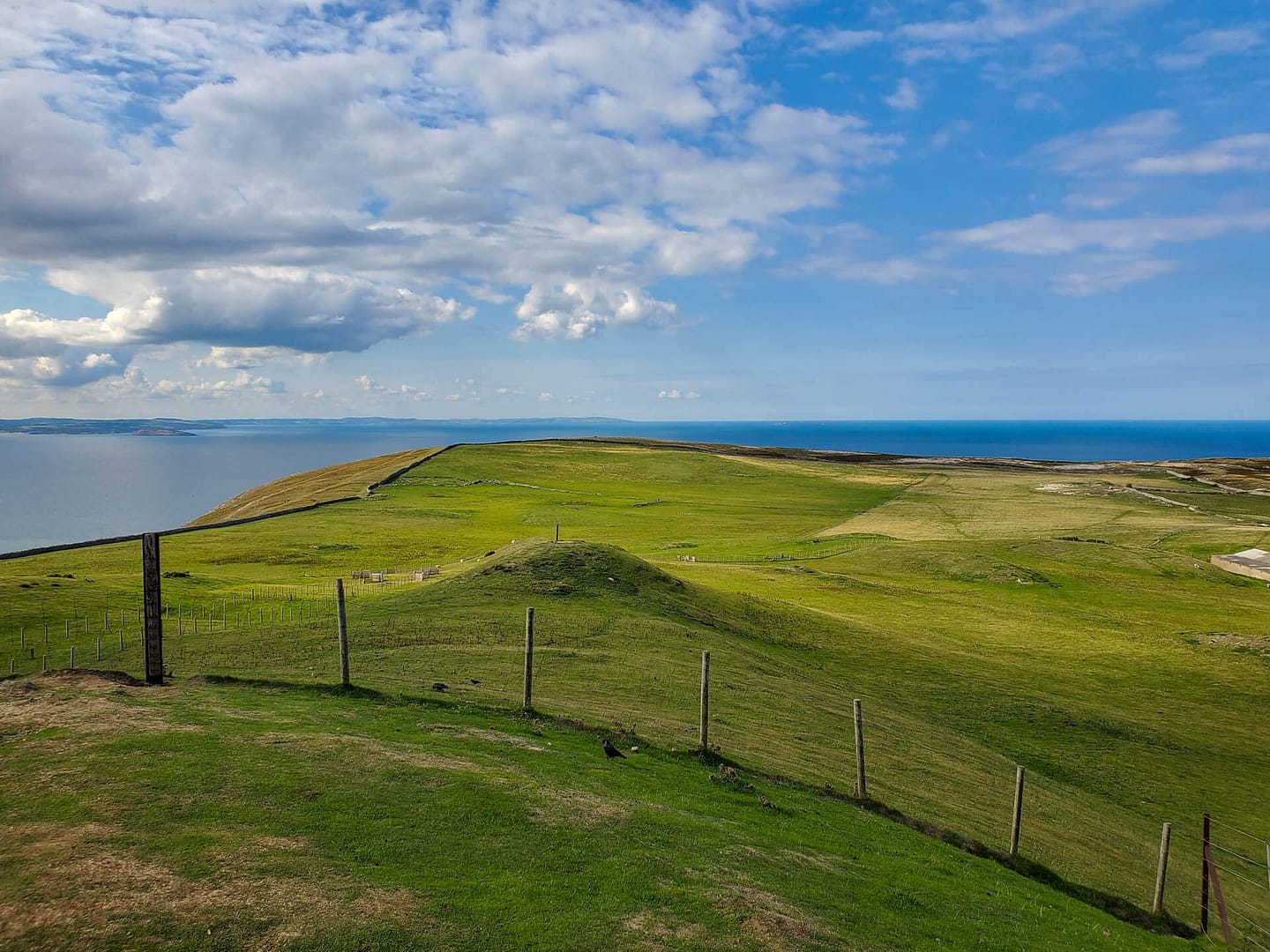 green grass with blue water in background