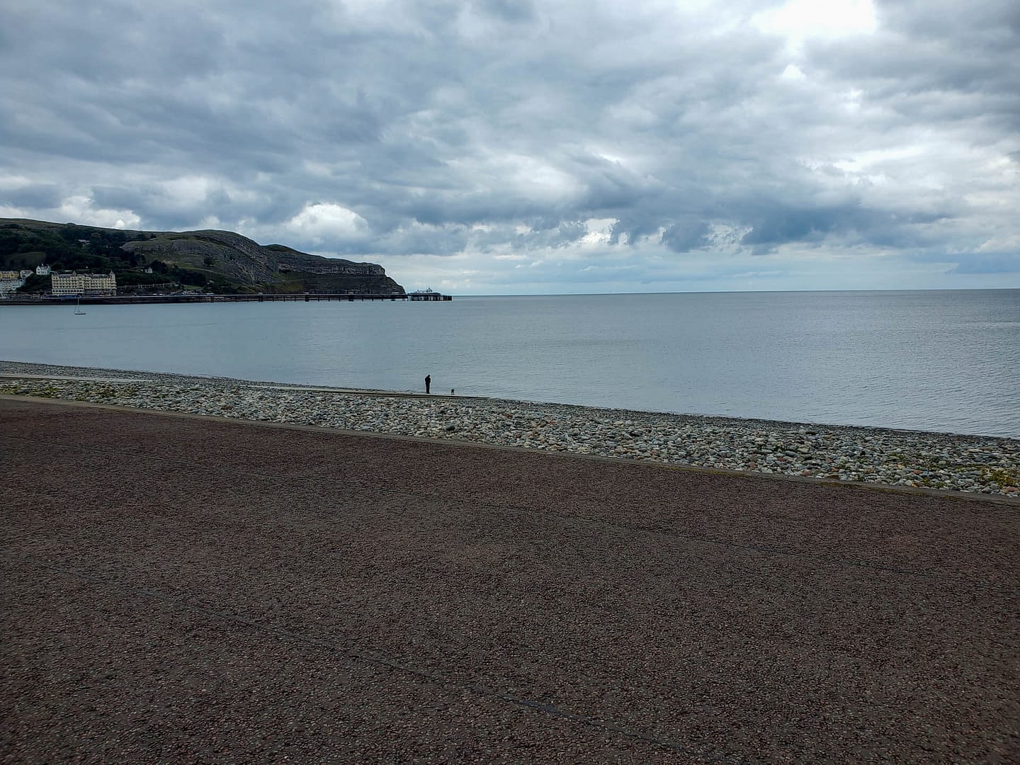 person and dog on beach