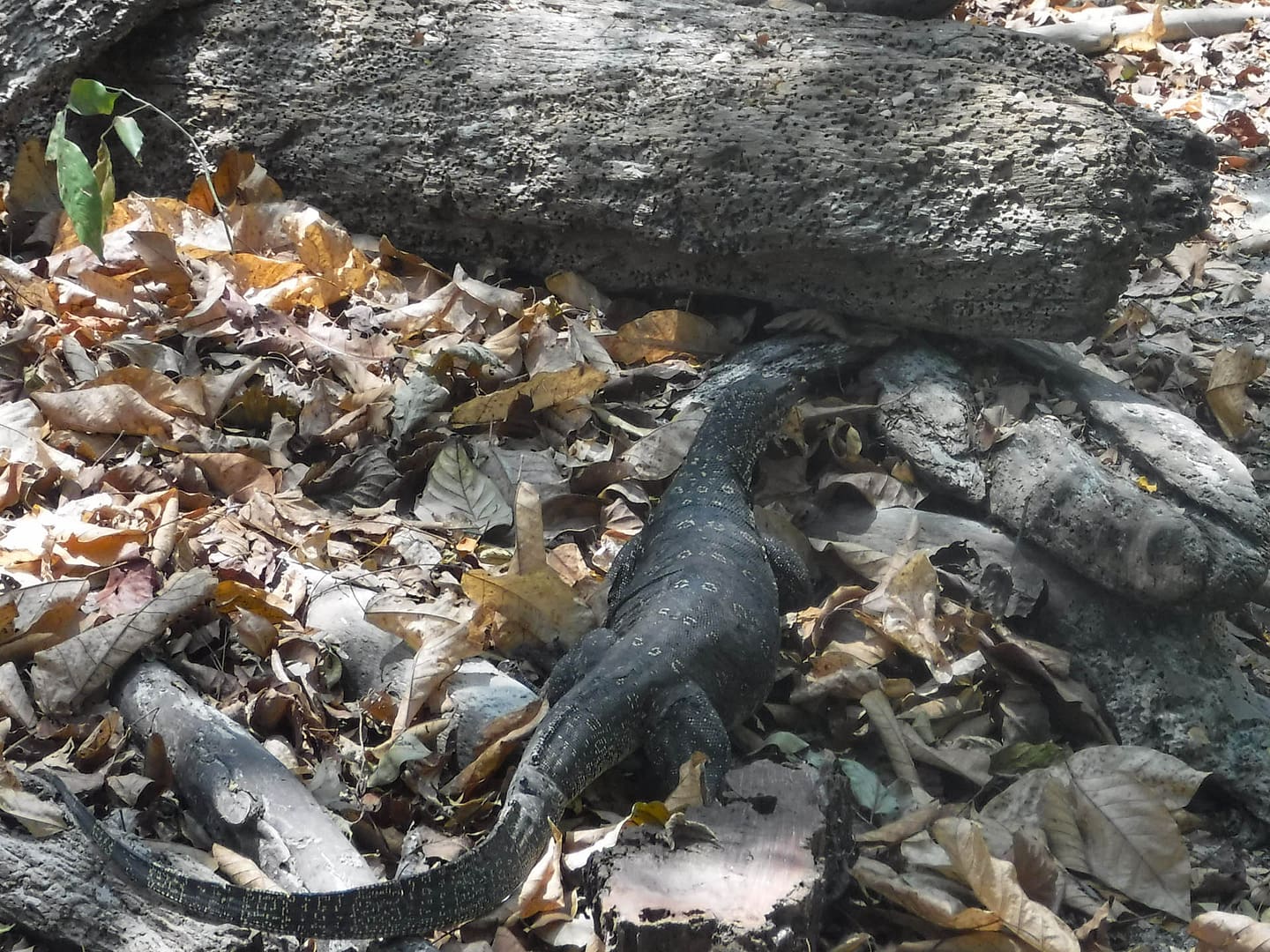 water monitor lizard