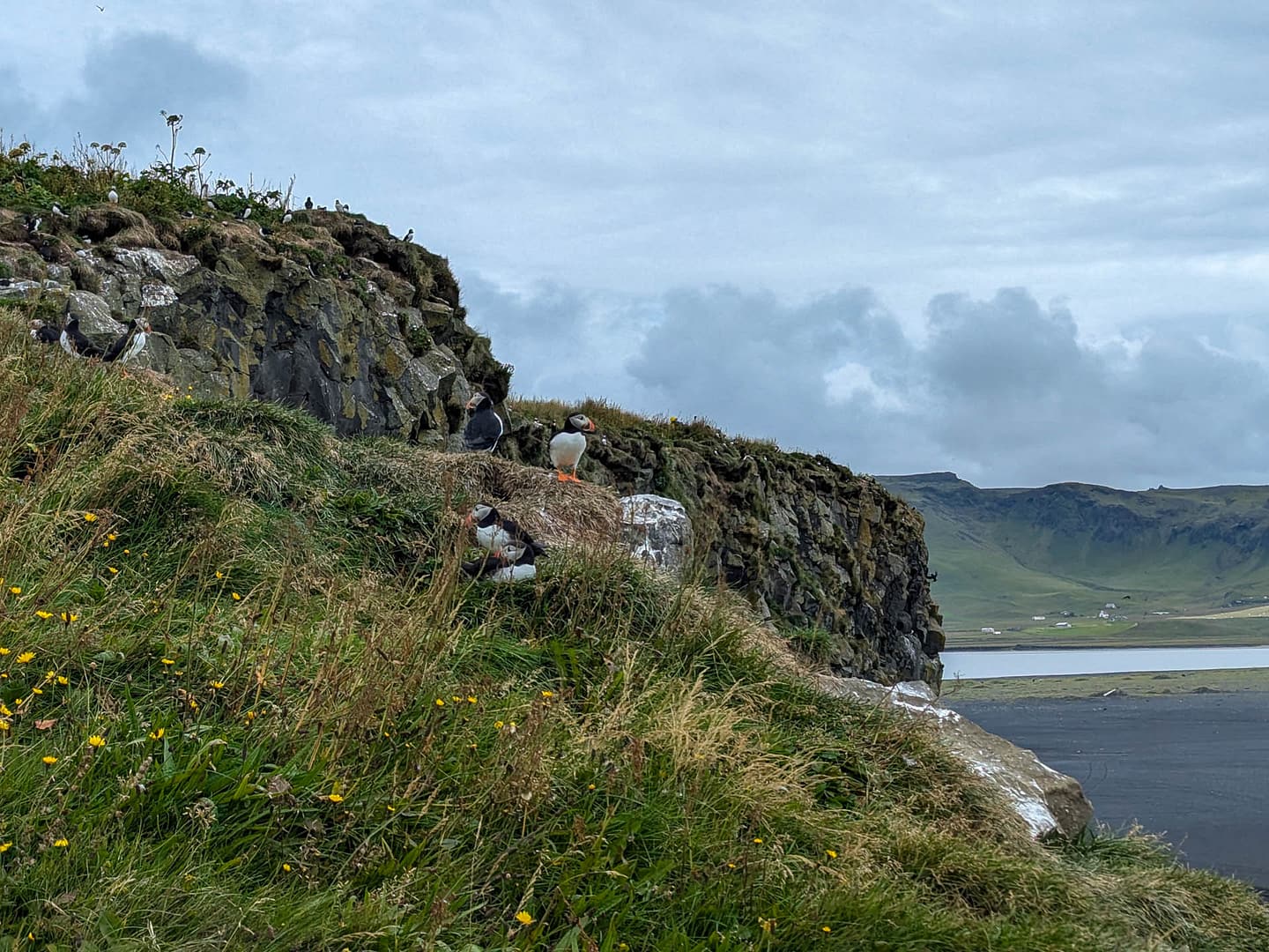 puffins on cliff