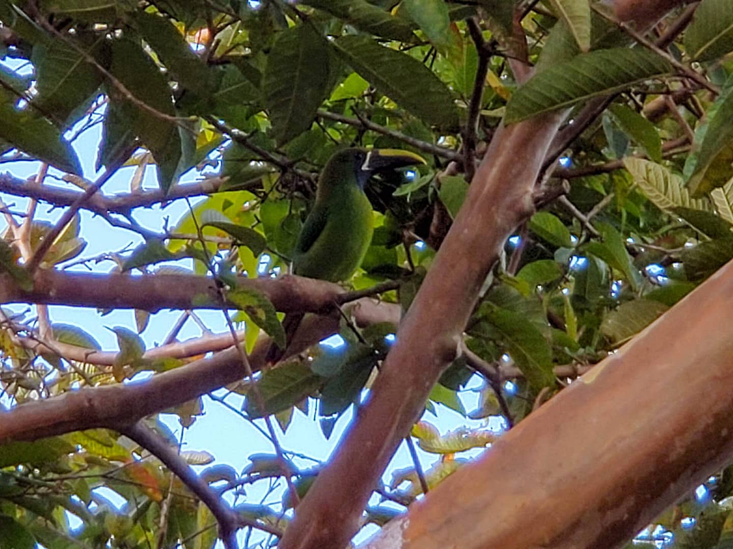 green toucanet