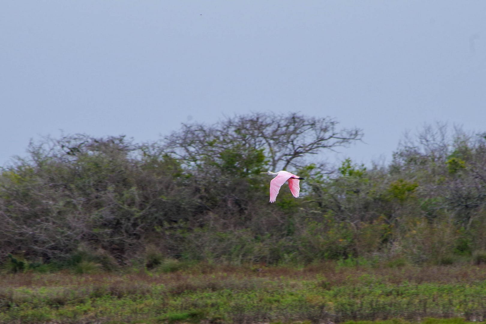 roseate spoonbill flying