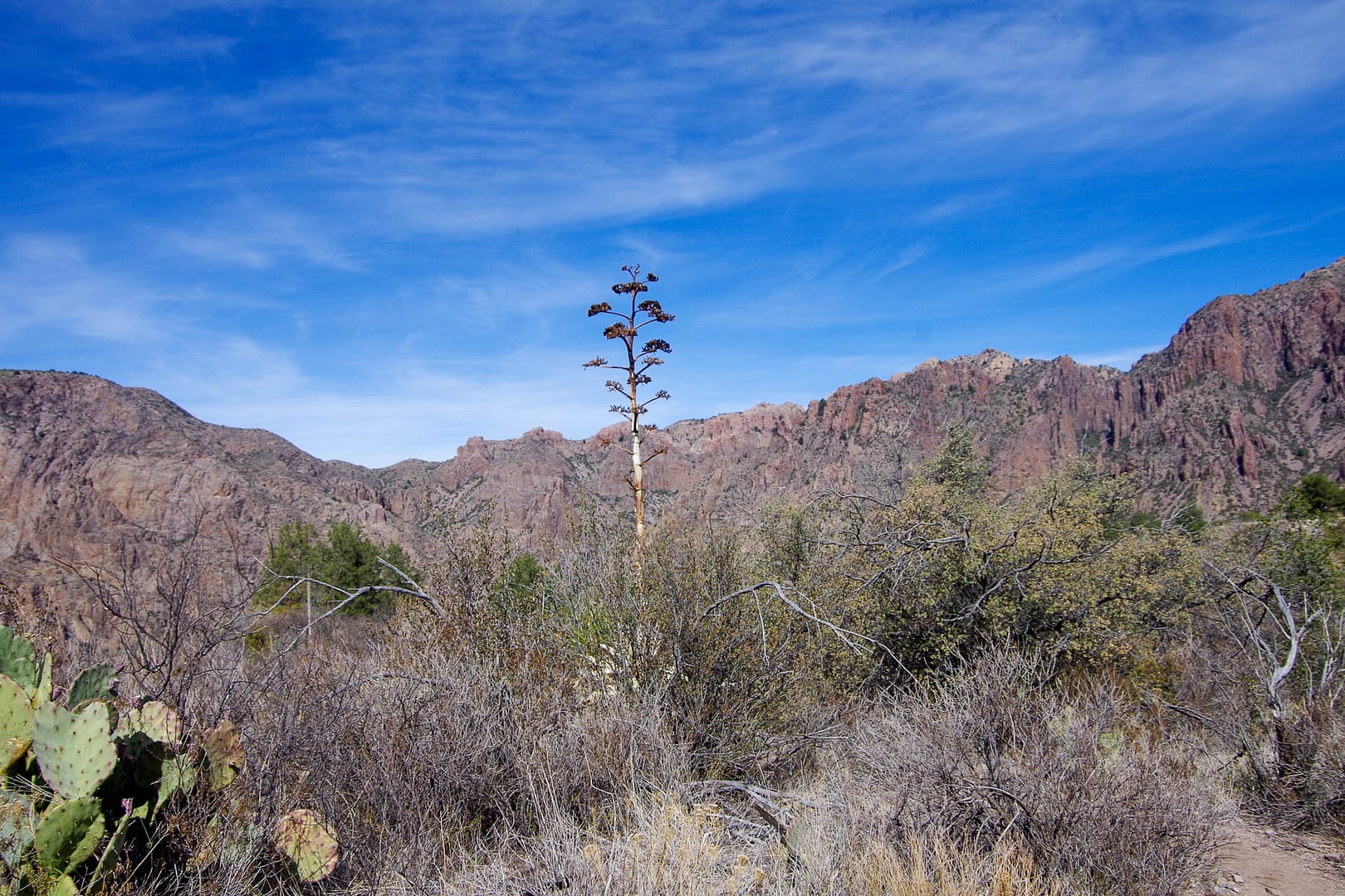 century plant