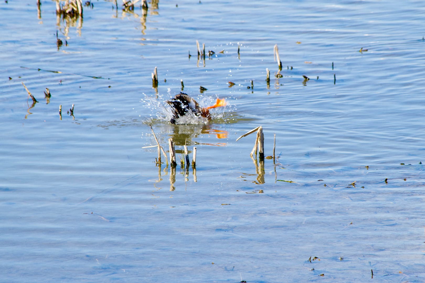 duck ducking