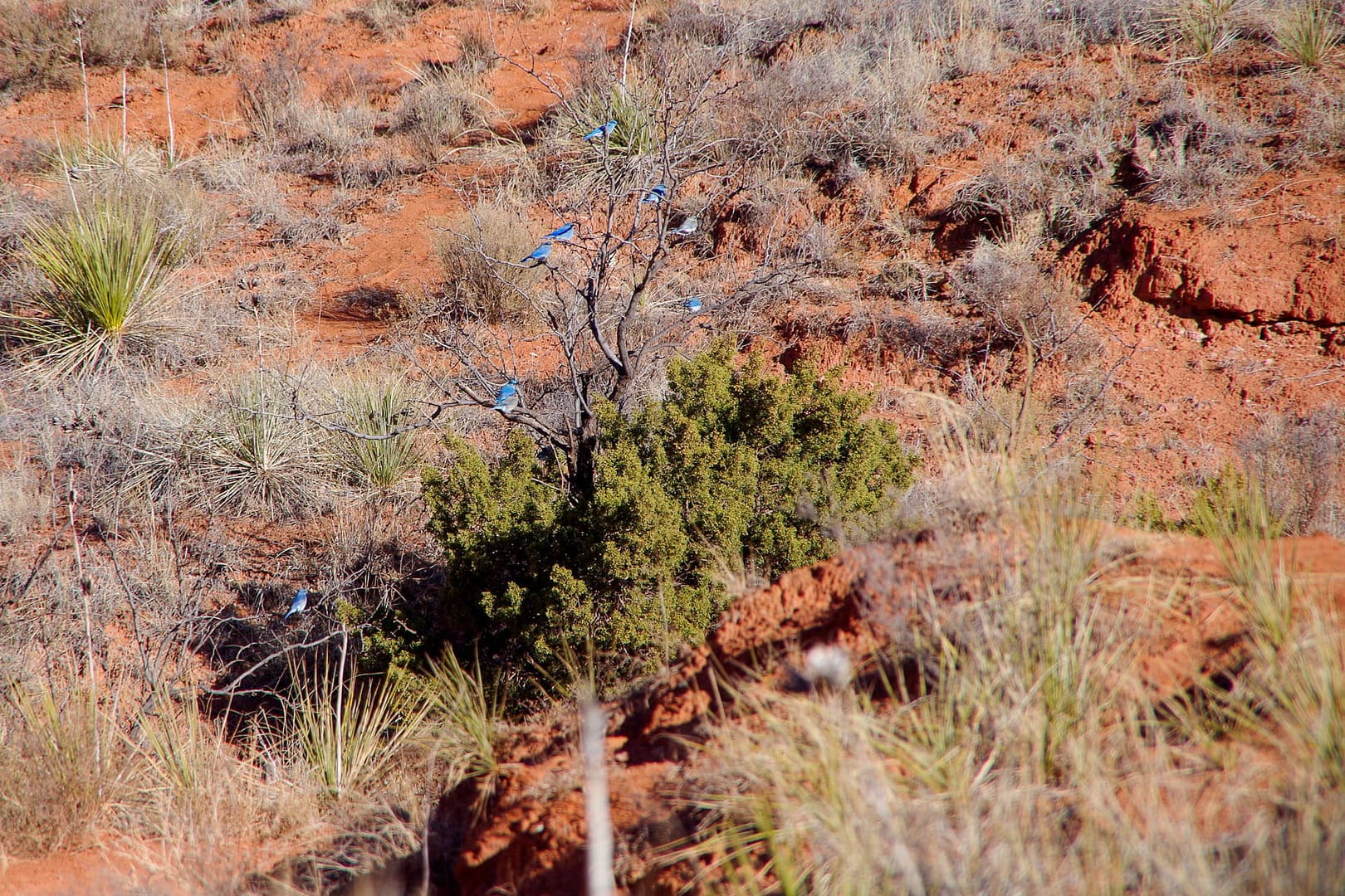bluebirds in a tree