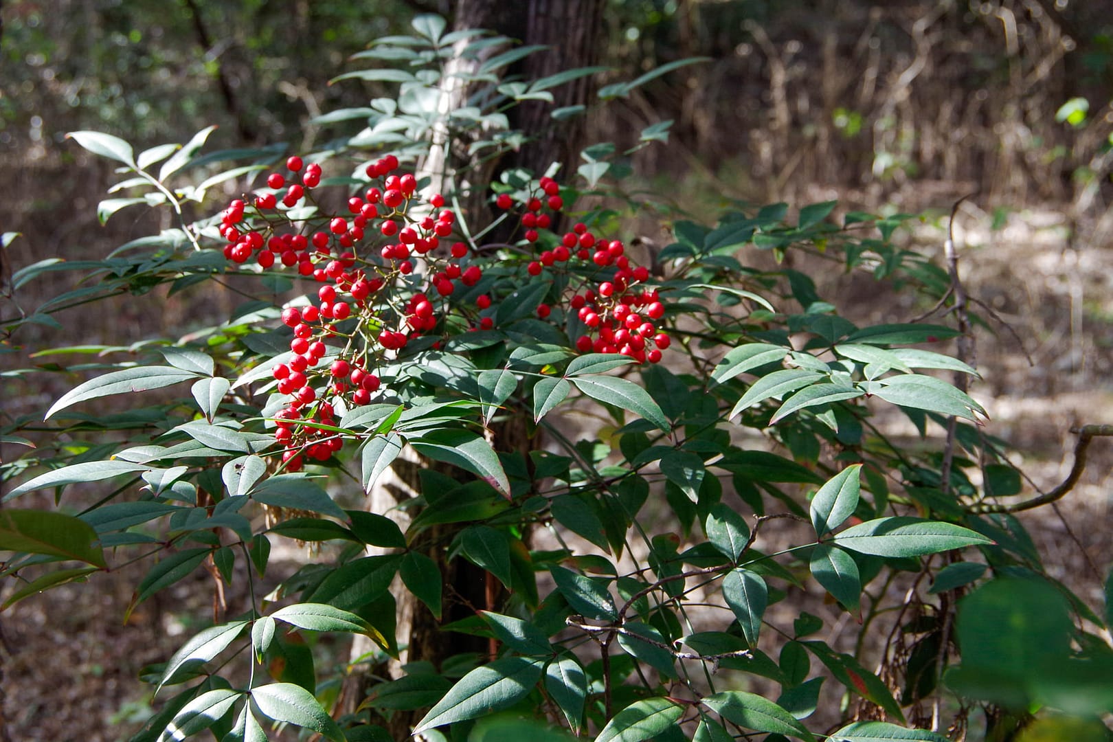 shrub with red berries