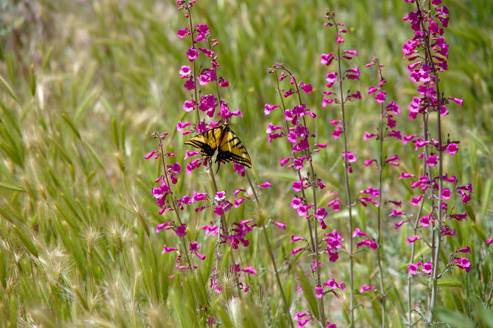 butterfly