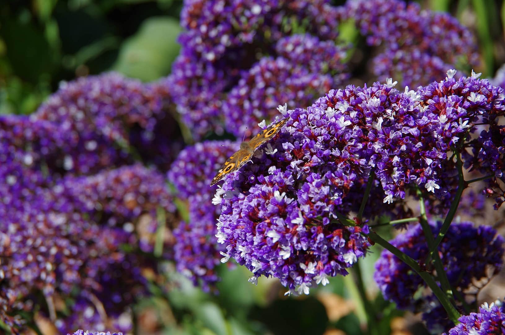 flower with butterfly