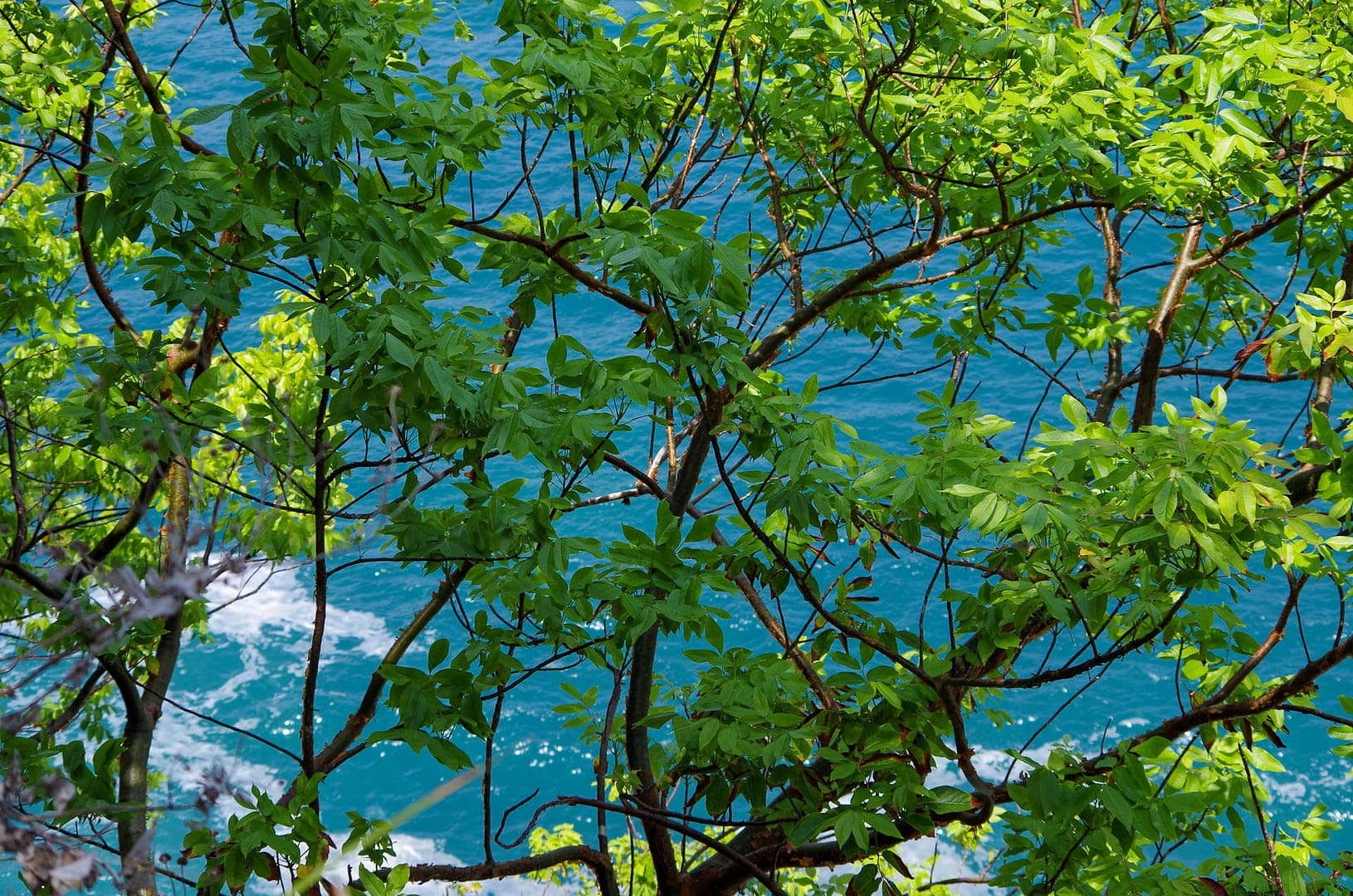 ManuelAntonioNP-02 trees over water