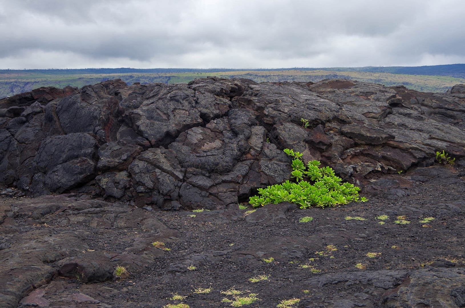 ChainOfCraters-01 green plants against lava