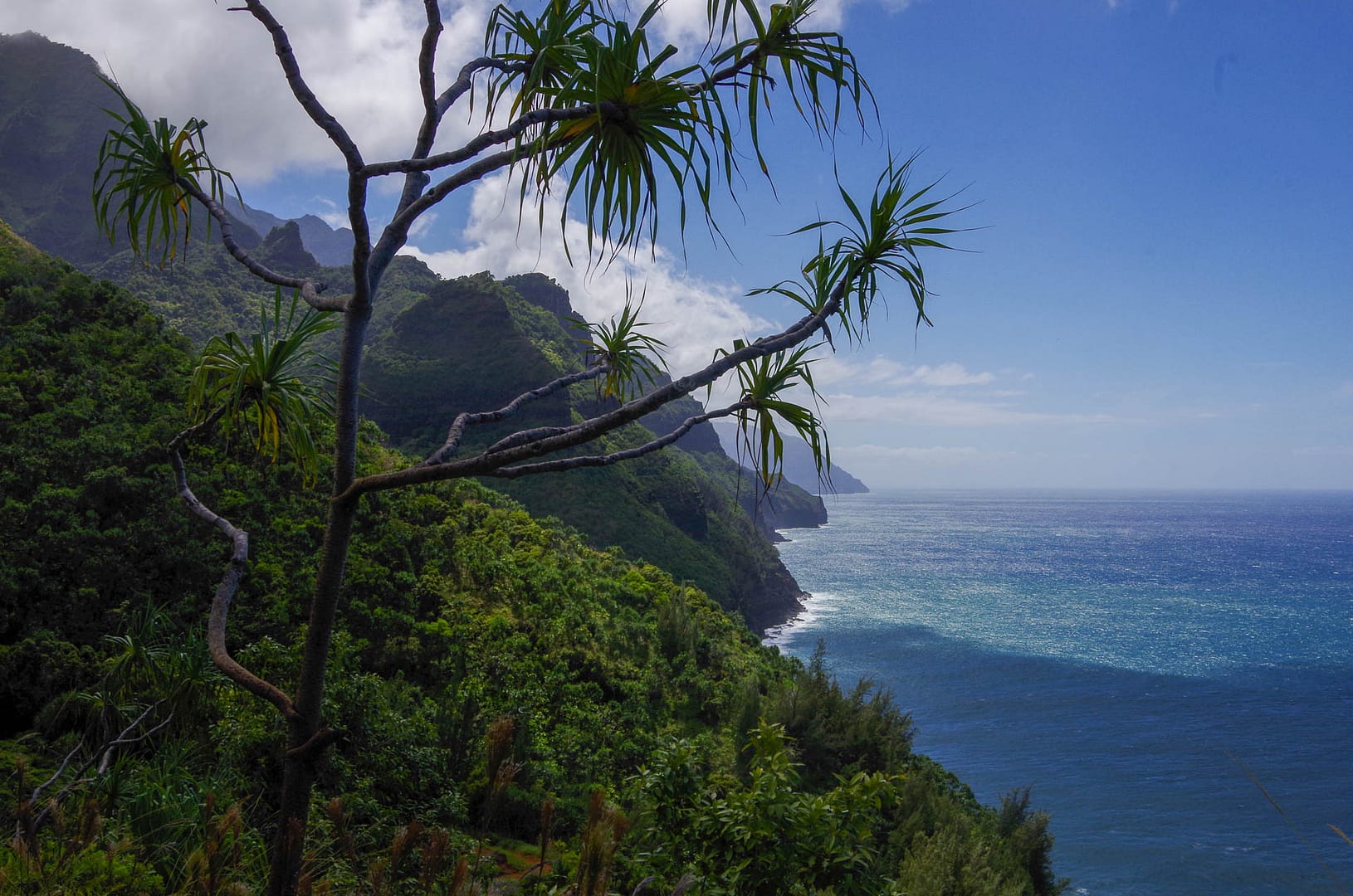 NaPali-01 Na Pali coast through a tree