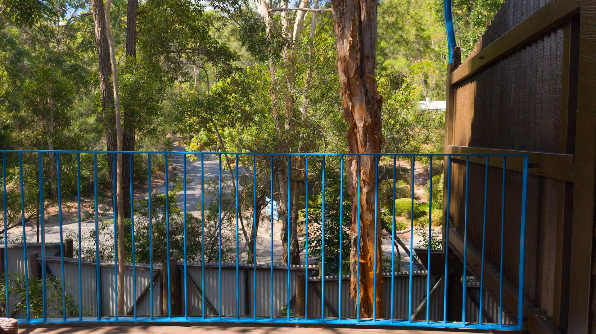 view from deck of rainforest