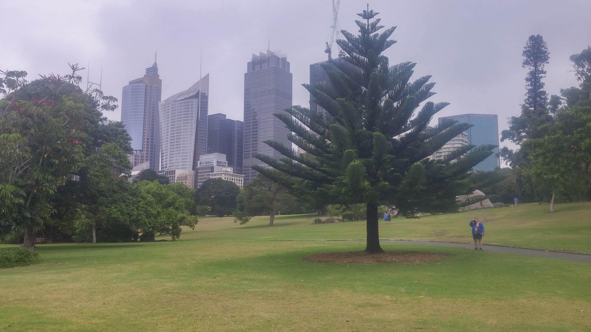 Norfolk Island pine