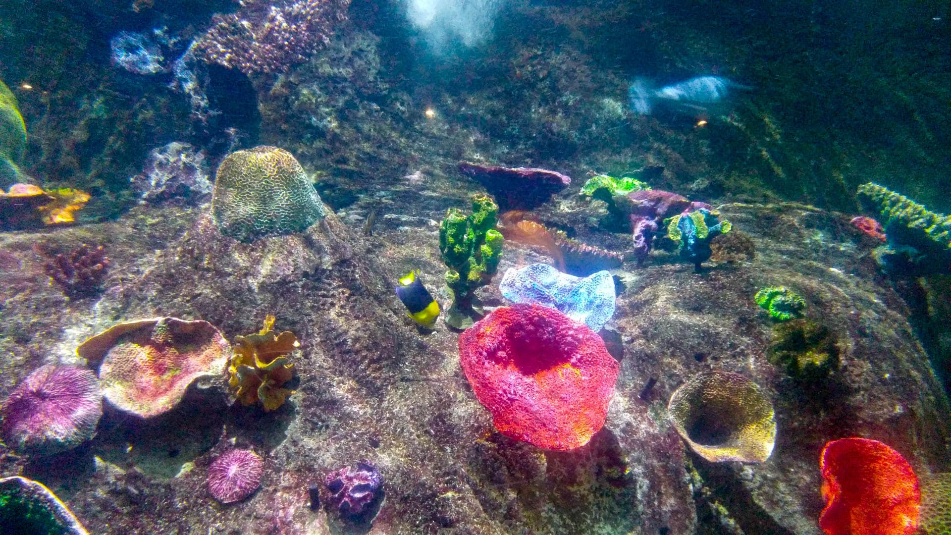 sea life