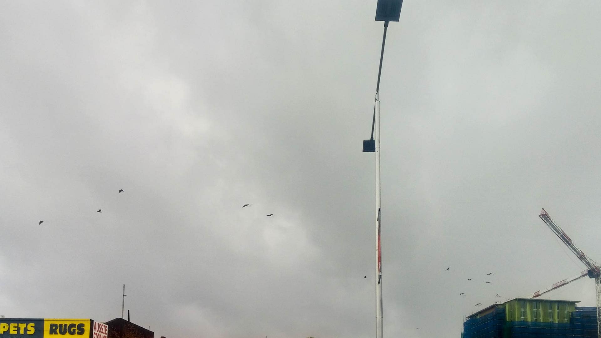 flying foxes