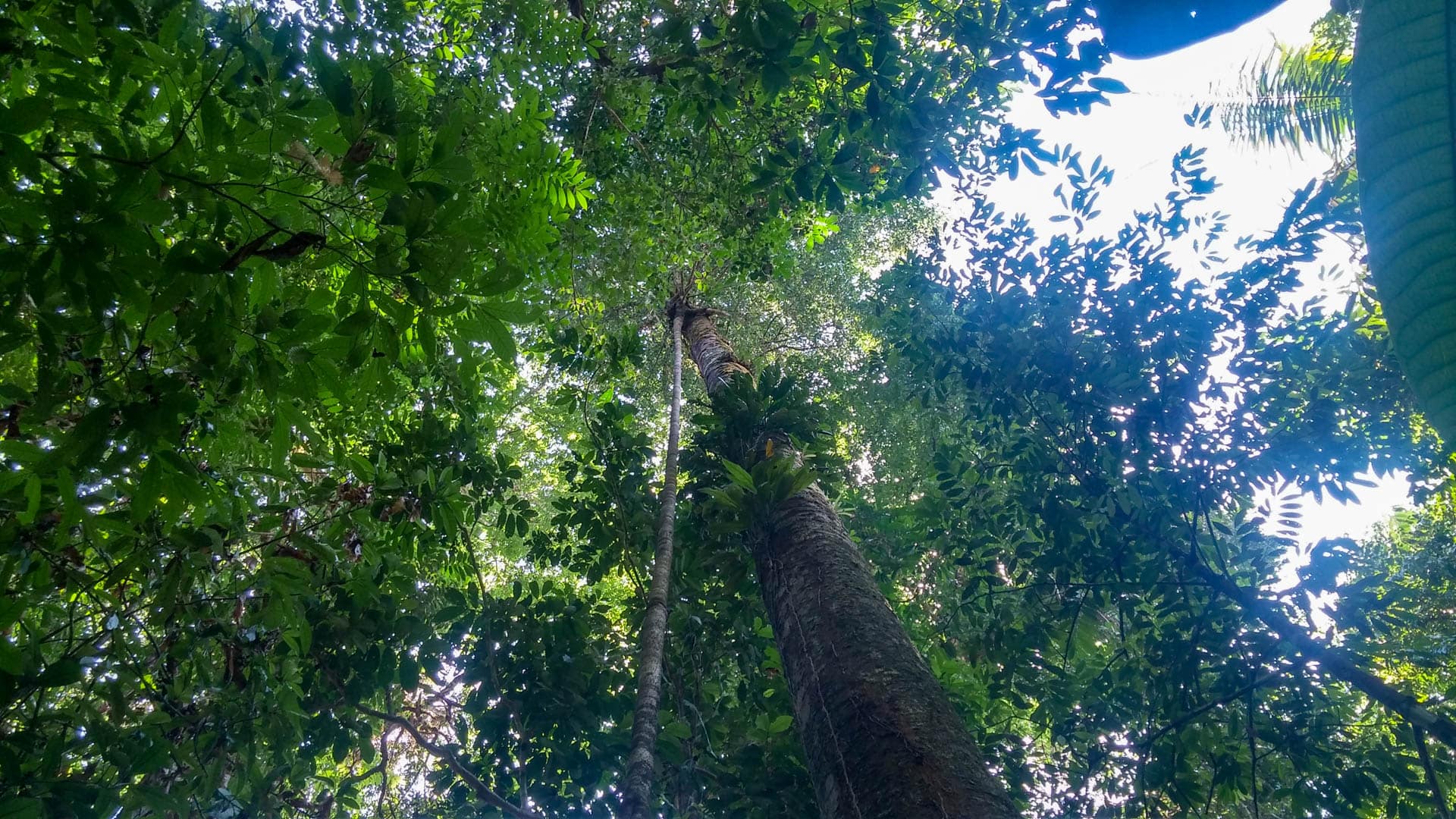 HorsebackRiding-06 rainforest tree