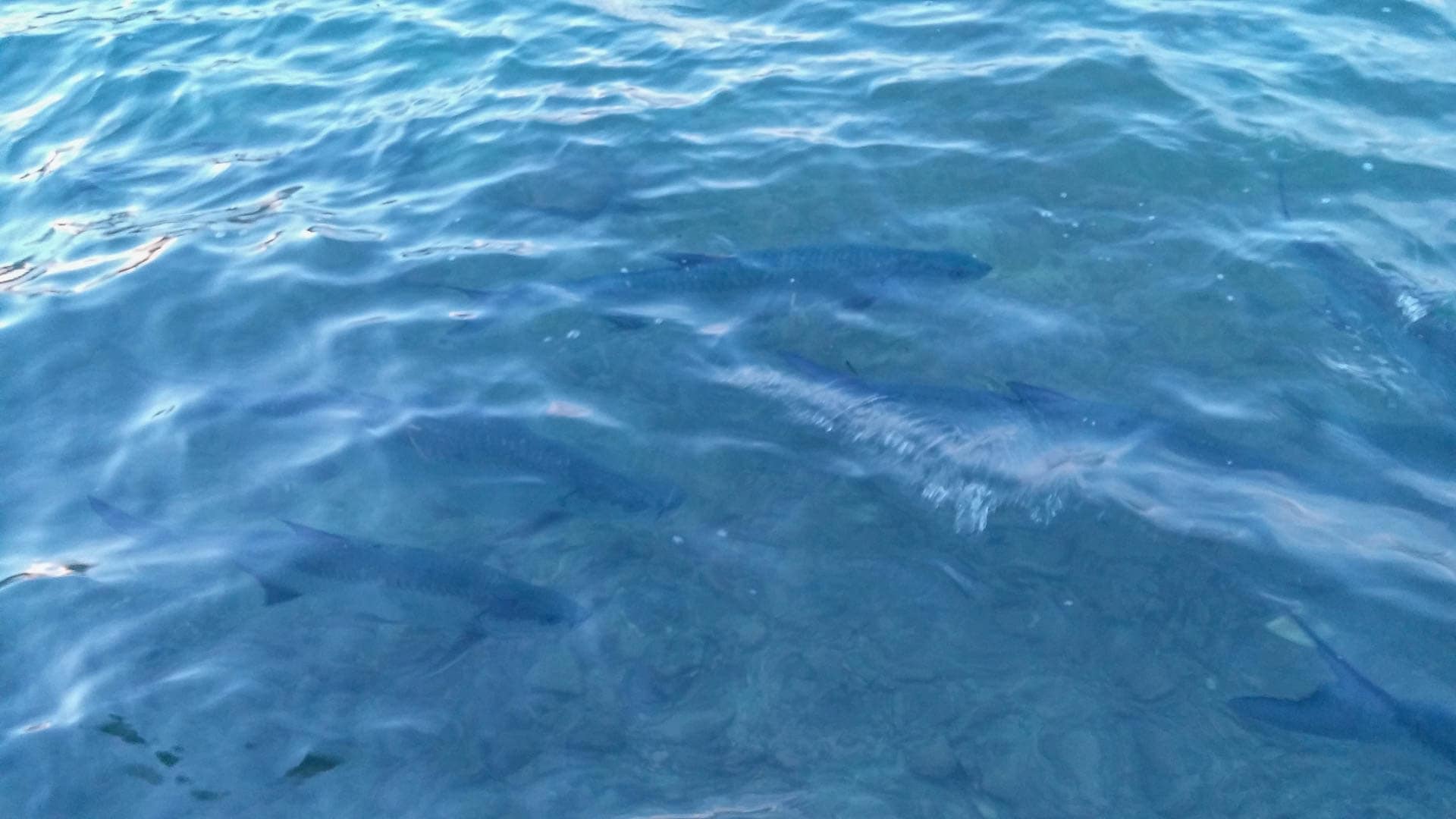 tarpon
