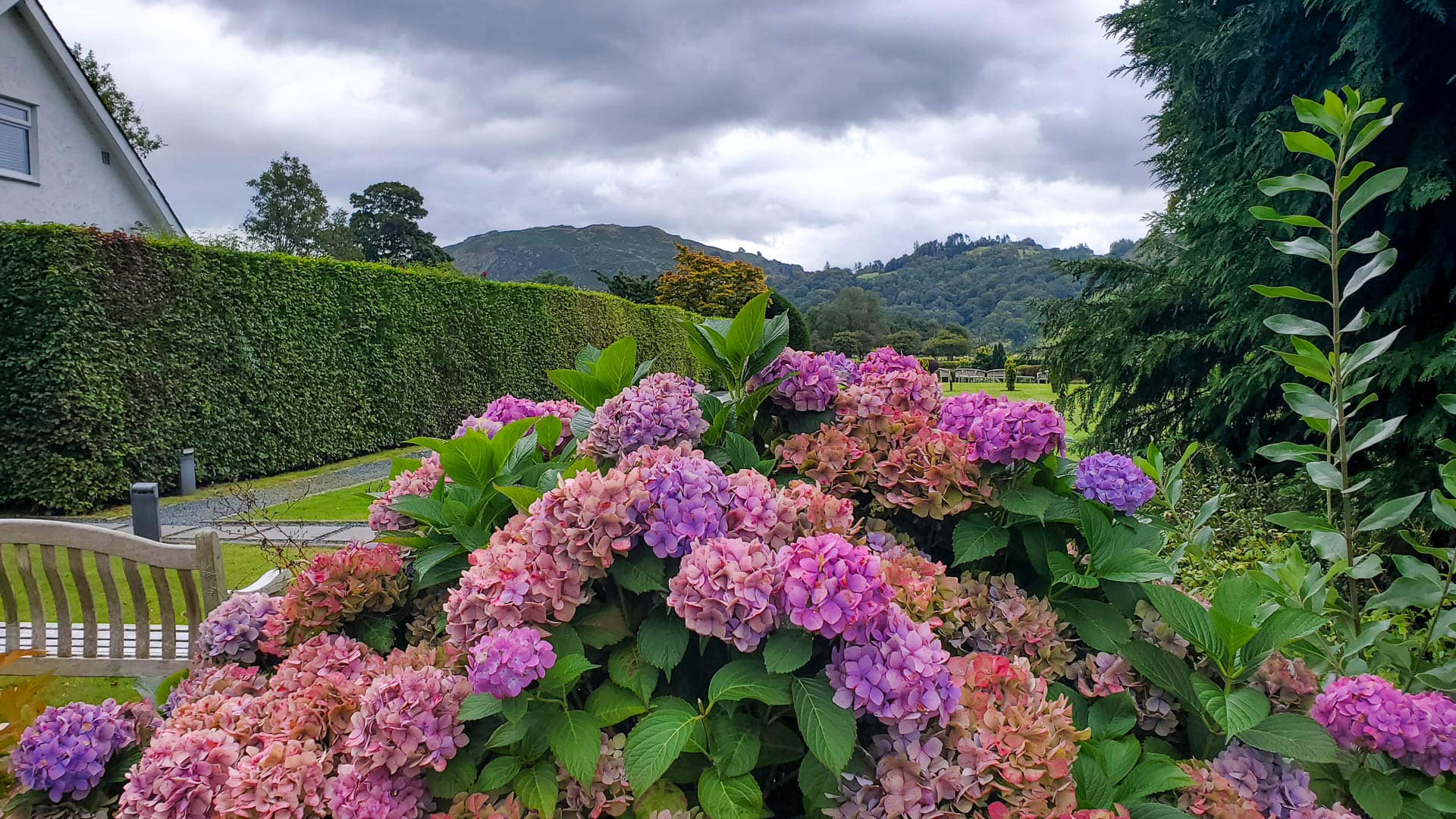 hydrangeas with mountains