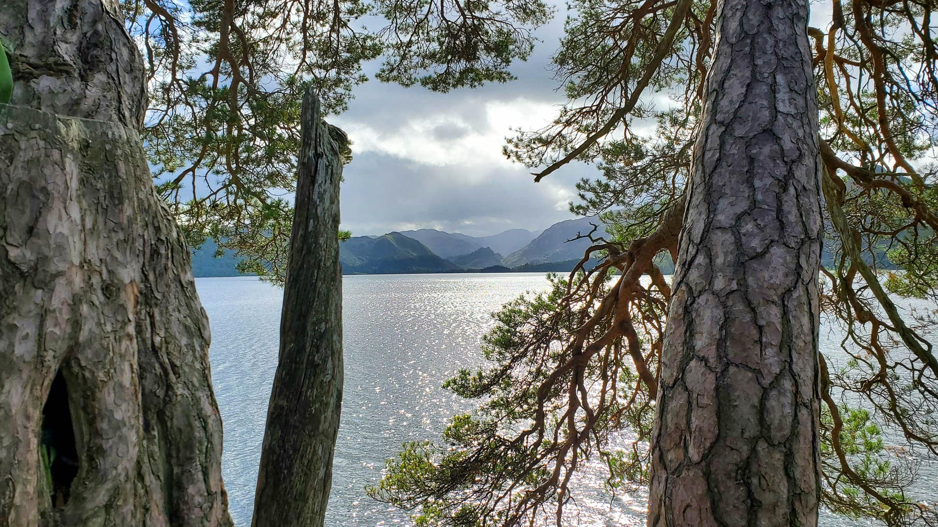 mountains through trees