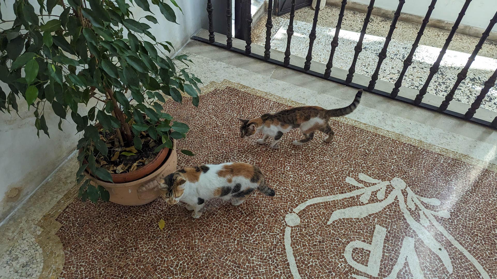local cats