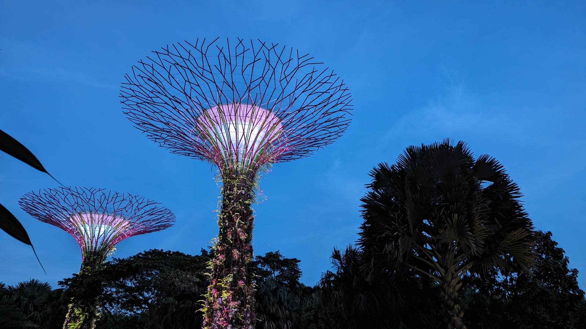 lit supertrees