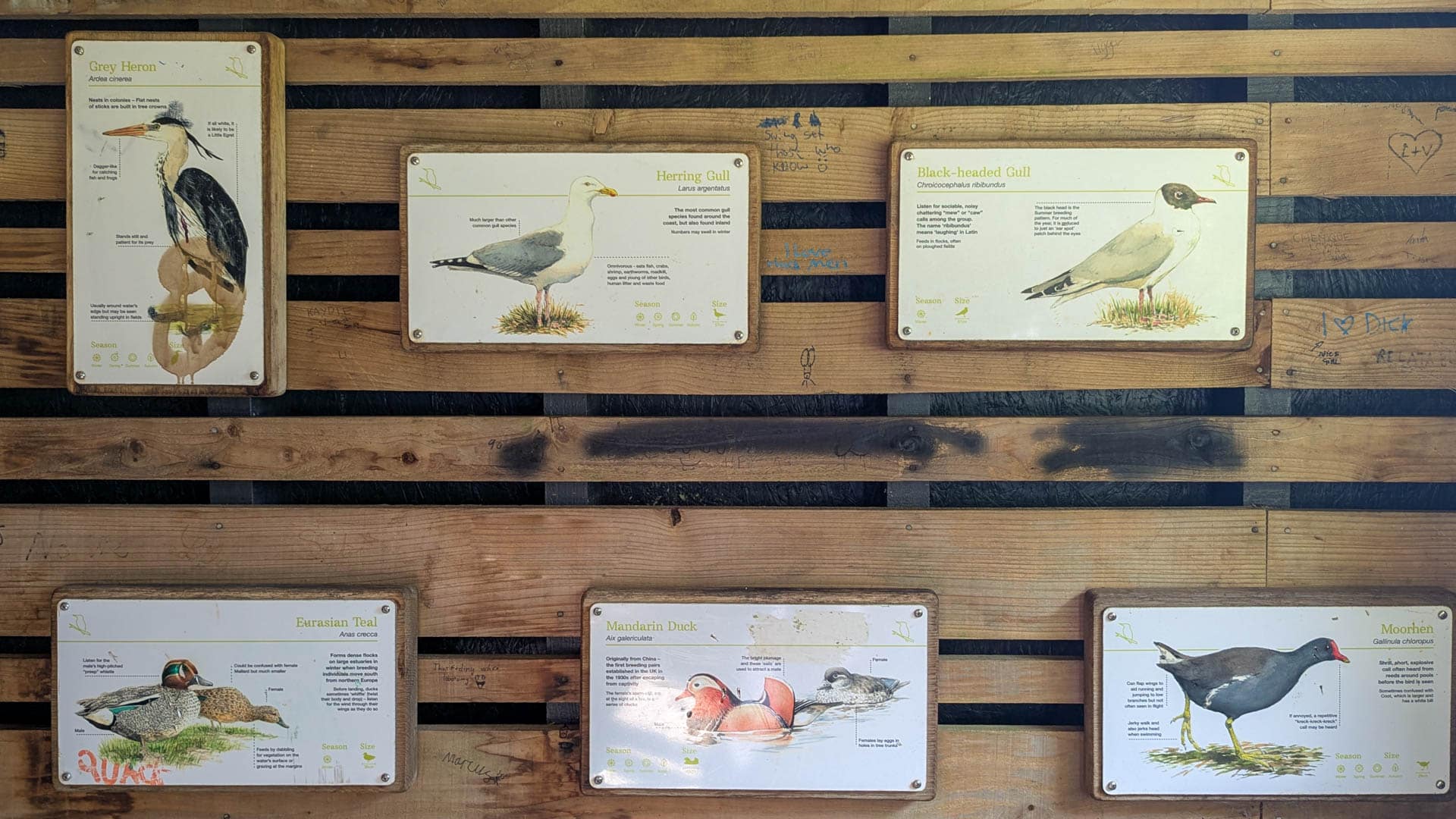 info board on birds