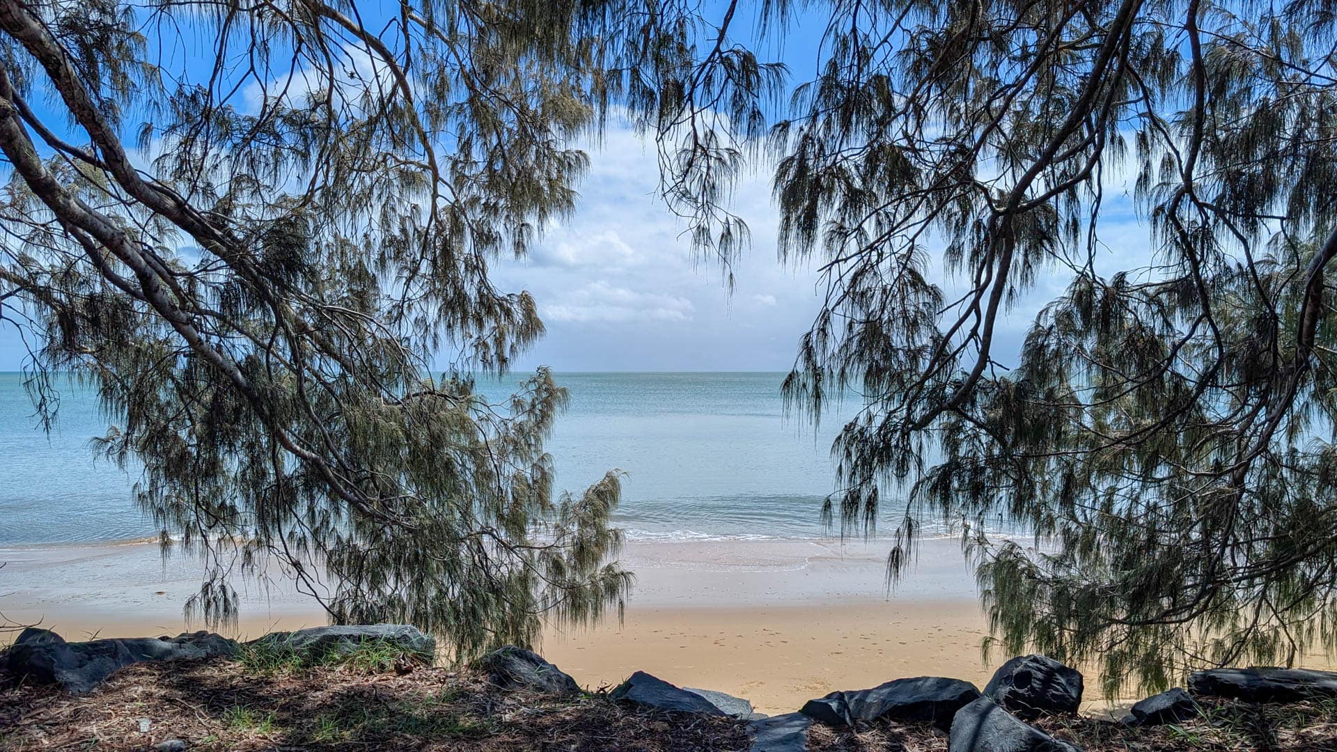 ocean framed by trees