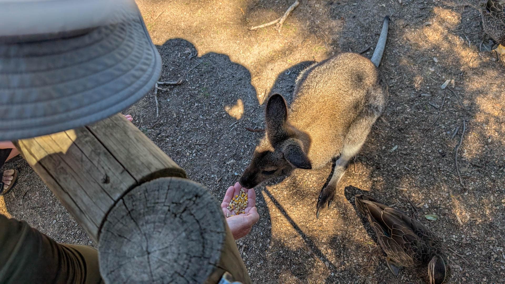 feeding a kangaroo