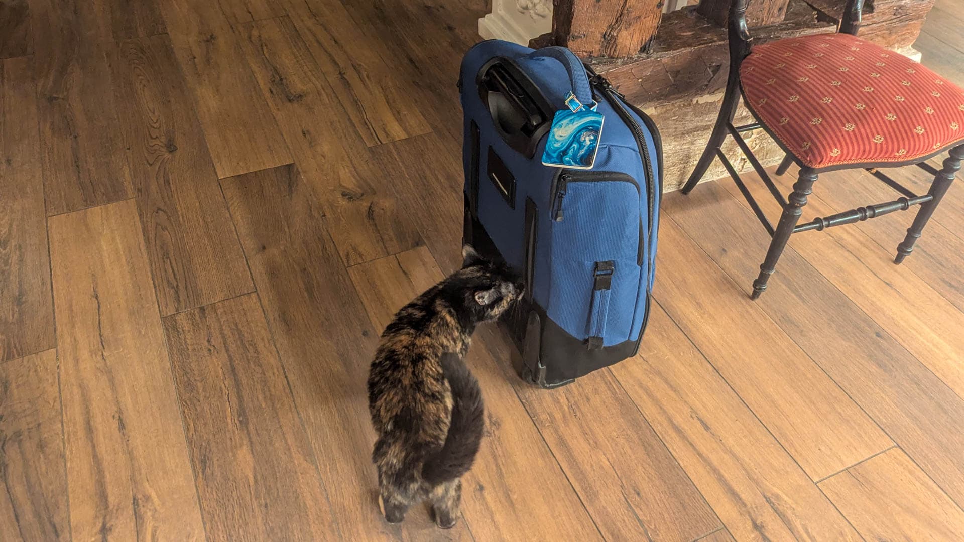 cat sniffing bag