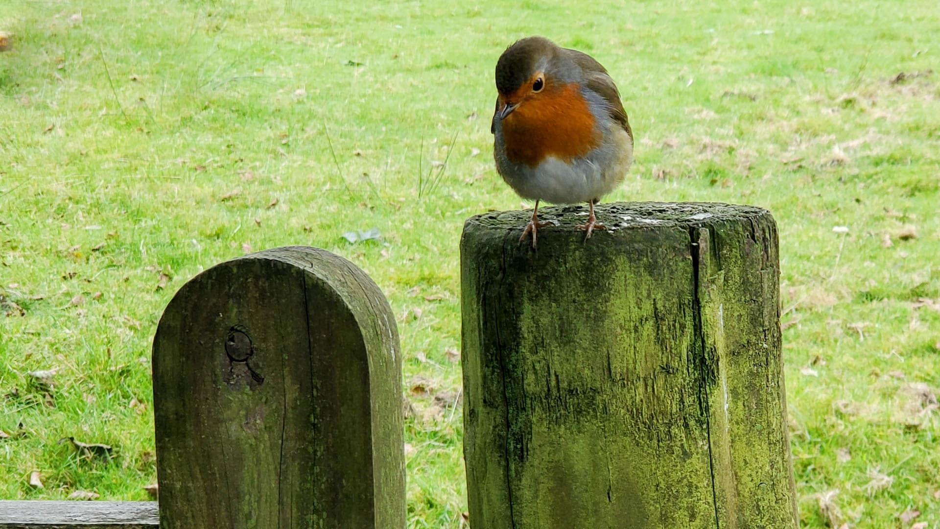 bird is plotting something