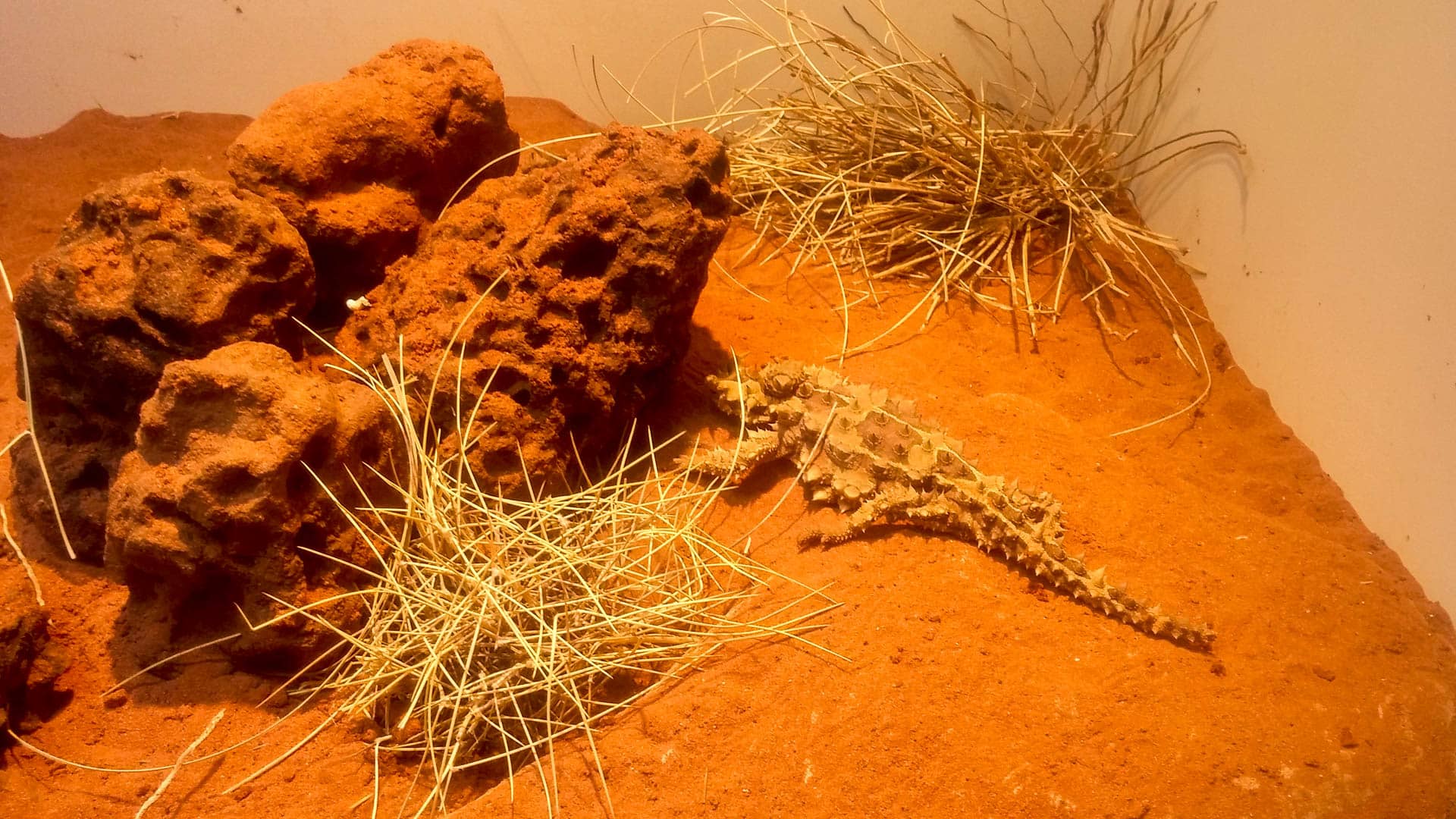 lizard