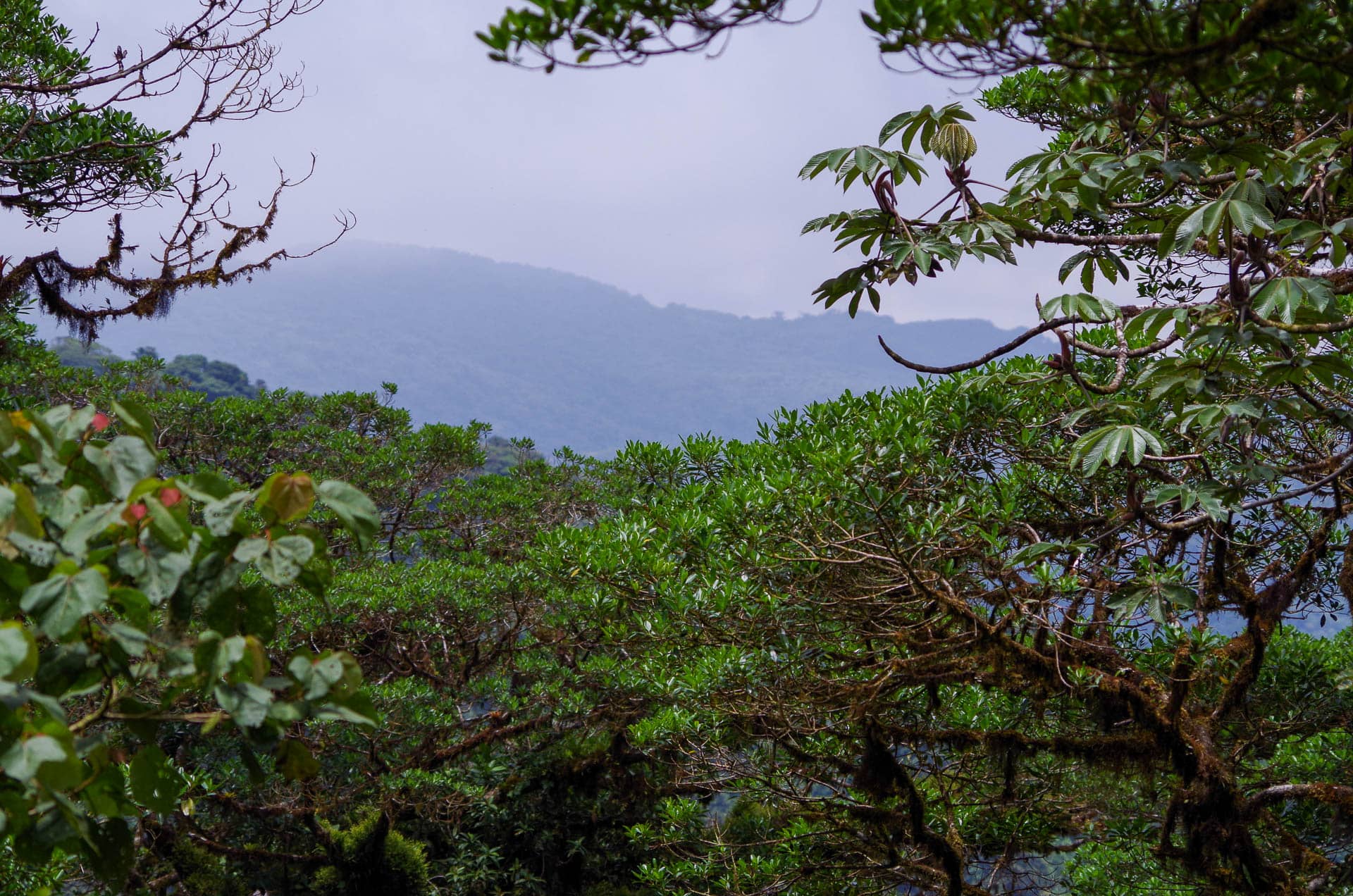 cloud forest with mountain