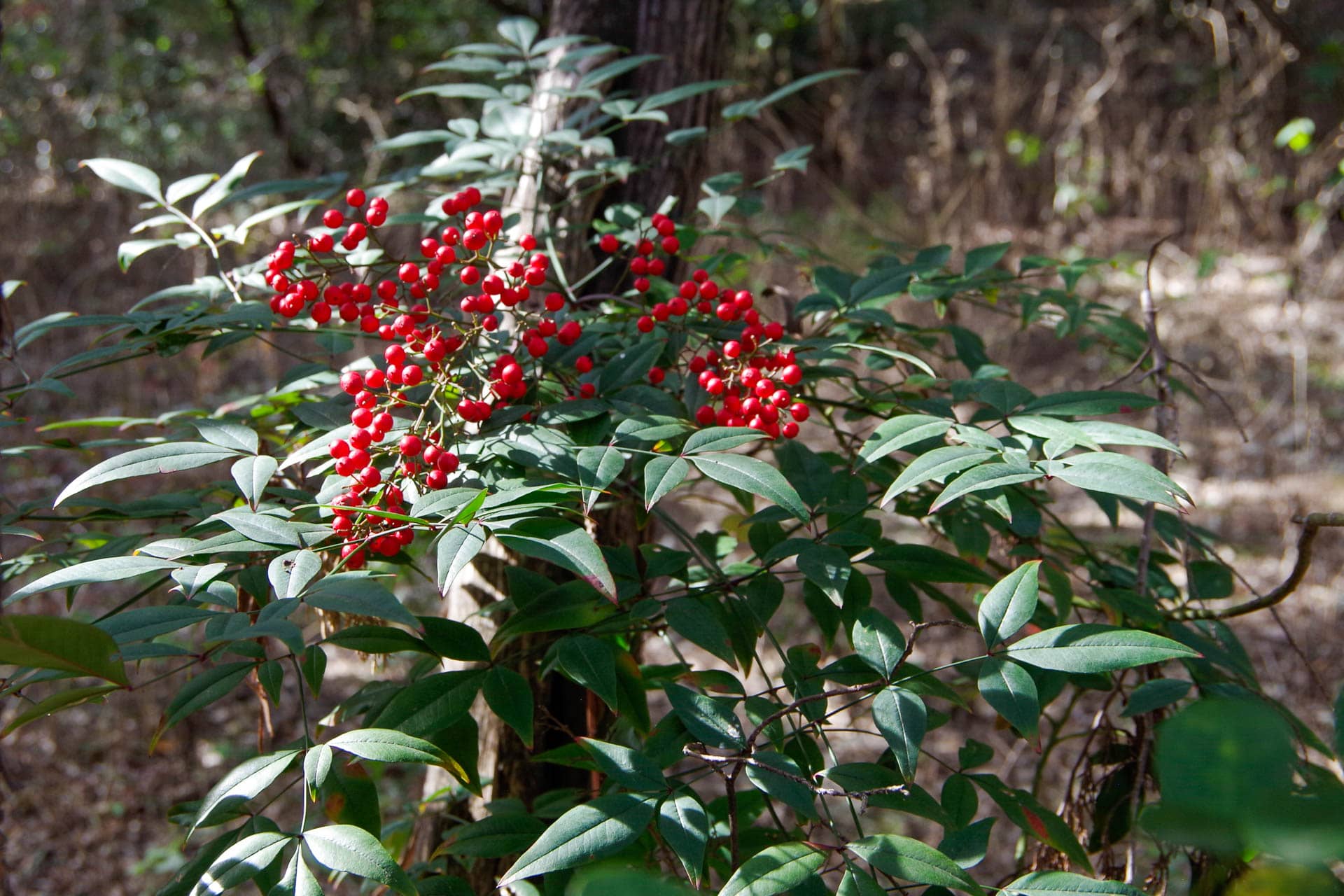 shrub with red berries