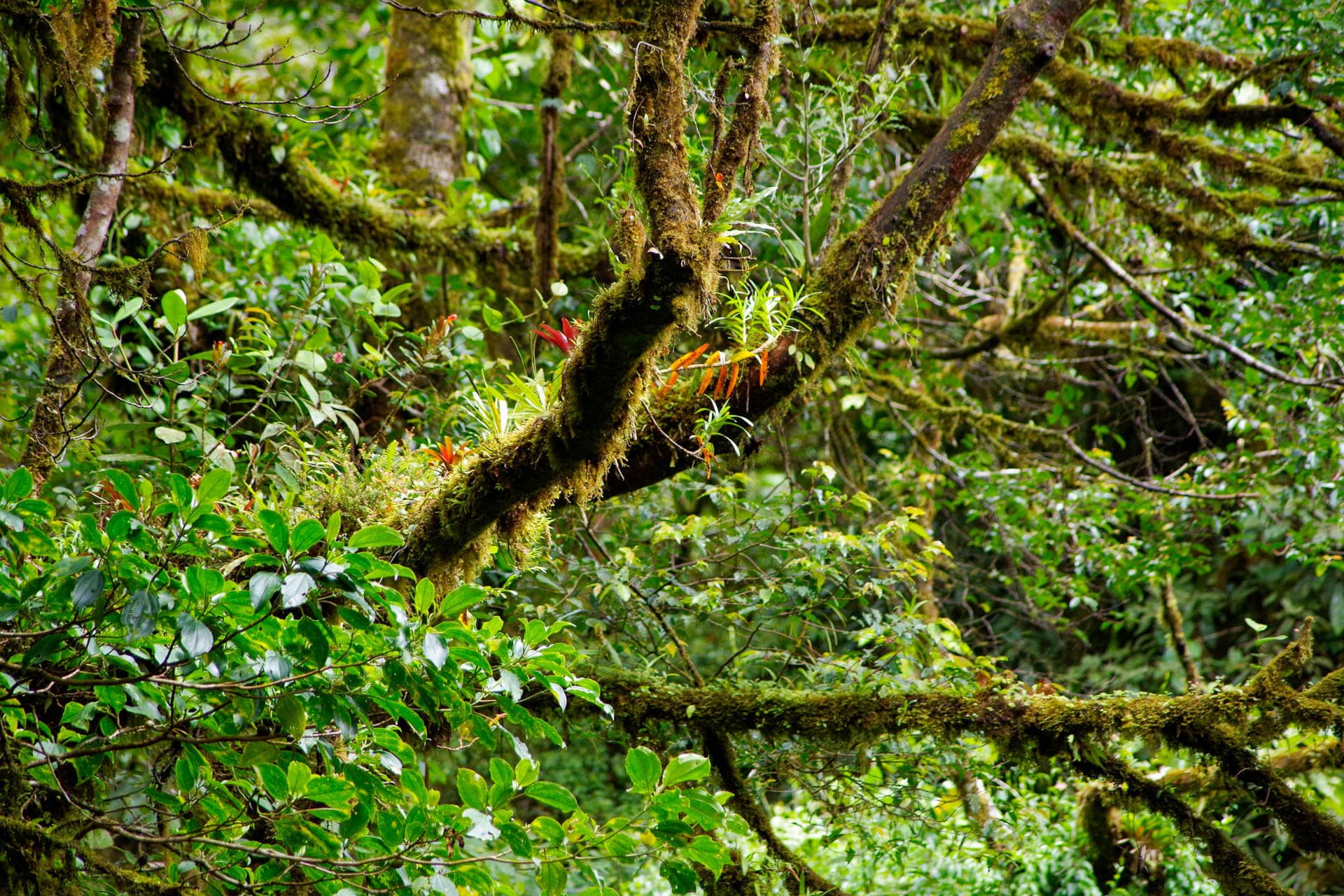 mossy tree branches