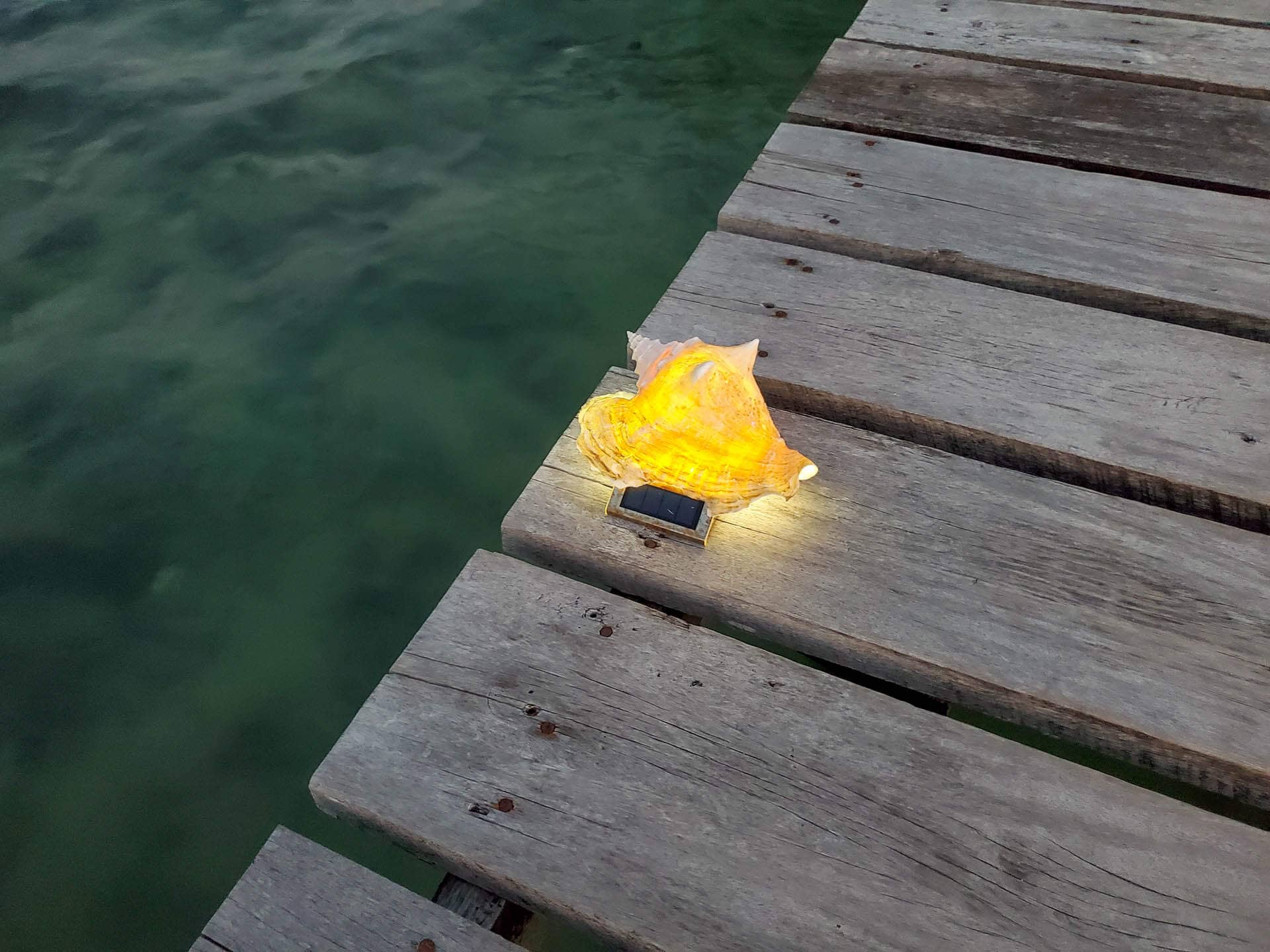 illuminated conch shell