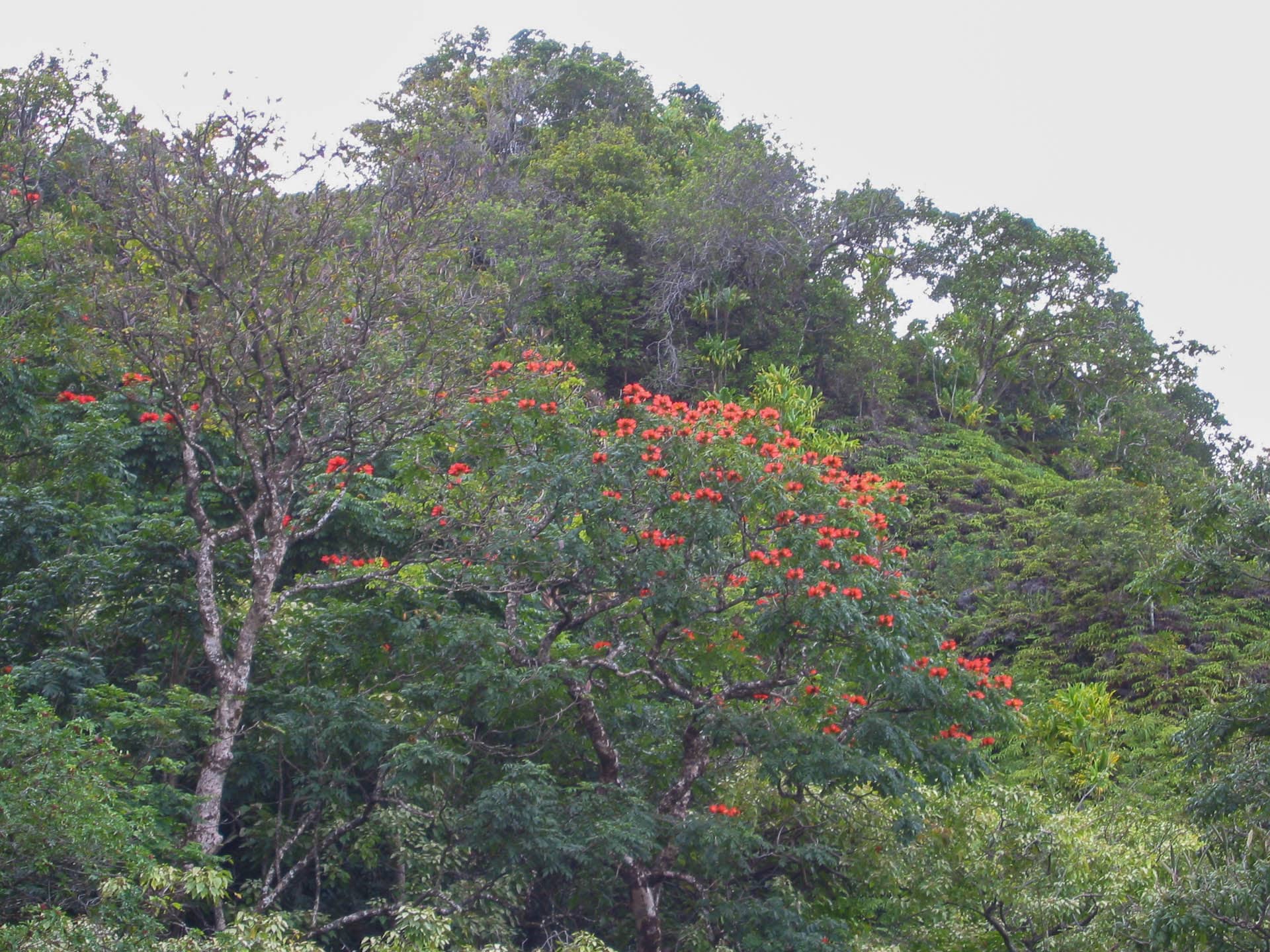 red flowering tree
