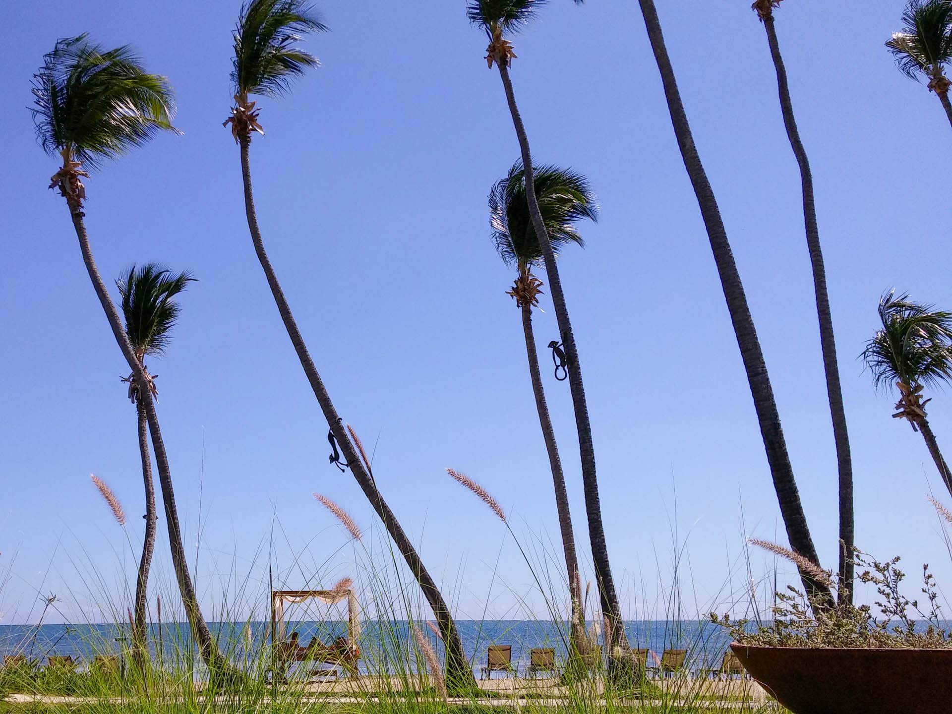 palms and grass by shore