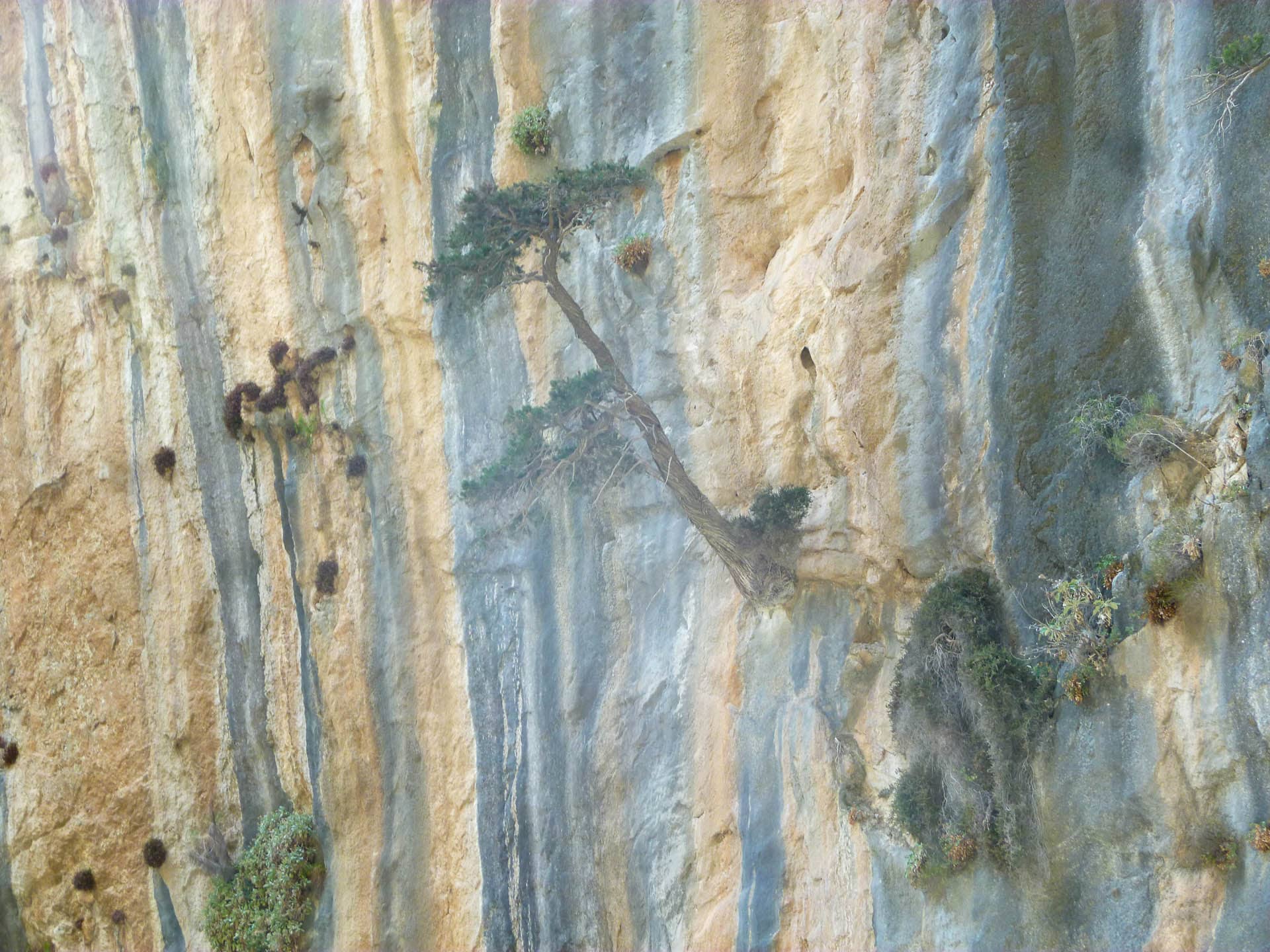 tree growing in cliff