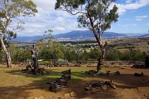 Kangaroos at Bonorong