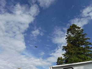 eagle in distance