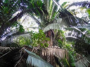 Cocoplum tree